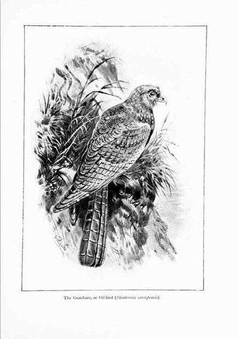 Reproducción/Reproduction 7995797150: Wonders of the bird world,. New York,Frederick A. Stokes company,[1921]