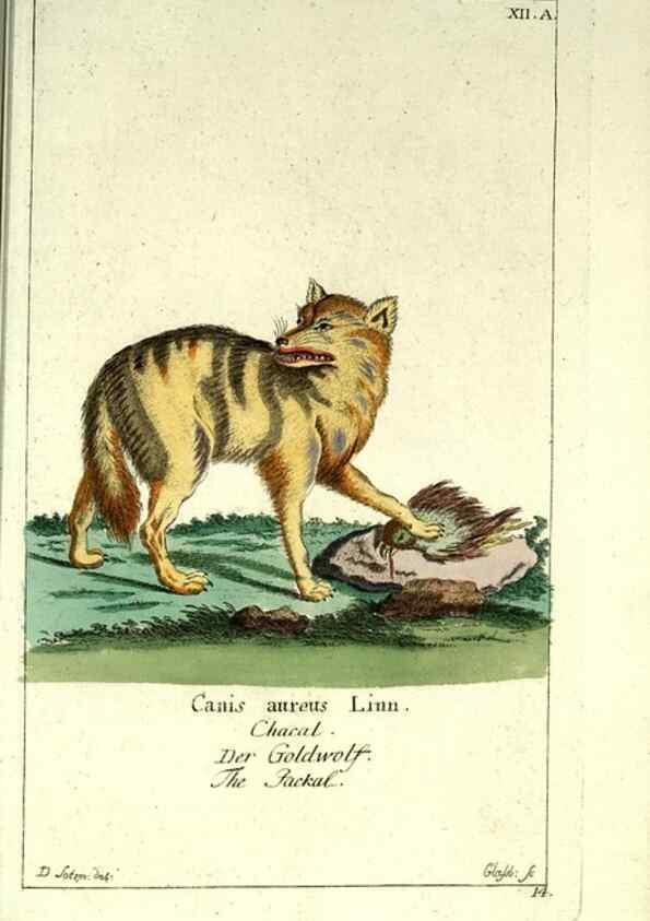 Reproducción/Reproduction 7999614709: Gemeinnüzzige Naturgeschichte des Thierreichs :. Berlin ;bei Gottlieb August Lange,1780-1789.