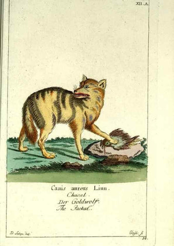Reproducción/Reproduction 7999614709: Gemeinnüzzige Naturgeschichte des Thierreichs :. Berlin ;bei Gottlieb August Lange,1780-1789.