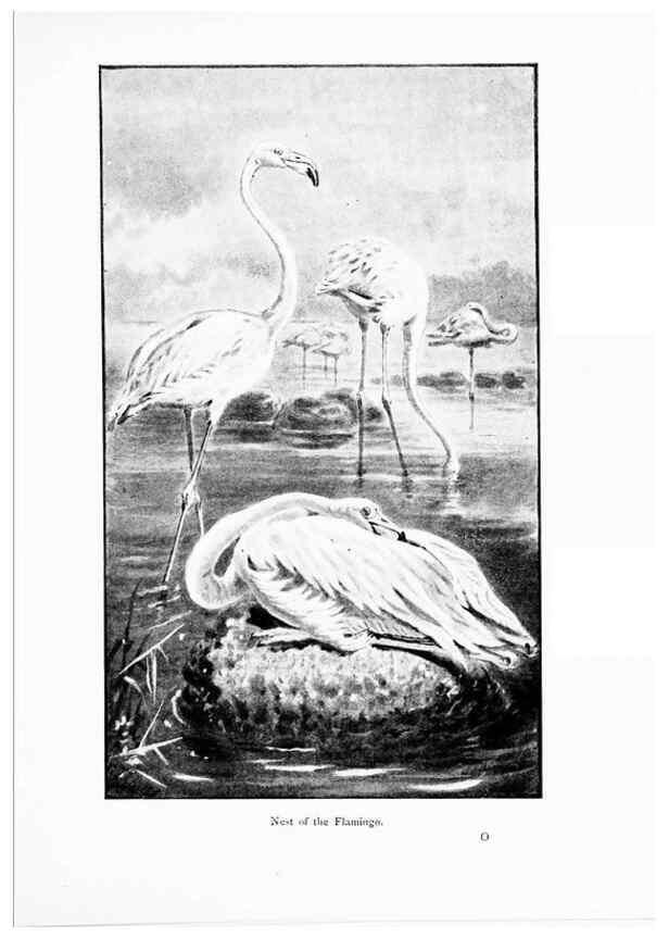 Reproducción/Reproduction 7995790817: Wonders of the bird world,. New York,Frederick A. Stokes company,[1921]