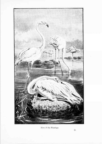Reproducción/Reproduction 7995790817: Wonders of the bird world,. New York,Frederick A. Stokes company,[1921]