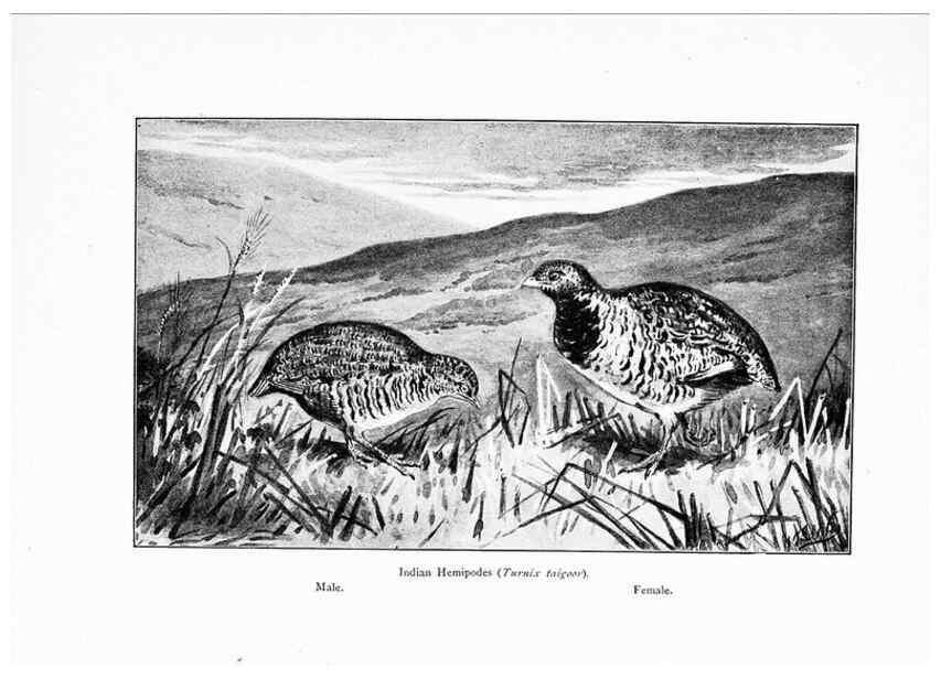 Reproducción/Reproduction 7995798764: Wonders of the bird world,. New York,Frederick A. Stokes company,[1921]