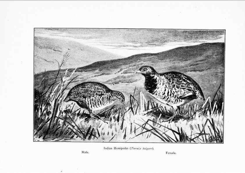 Reproducción/Reproduction 7995798764: Wonders of the bird world,. New York,Frederick A. Stokes company,[1921]
