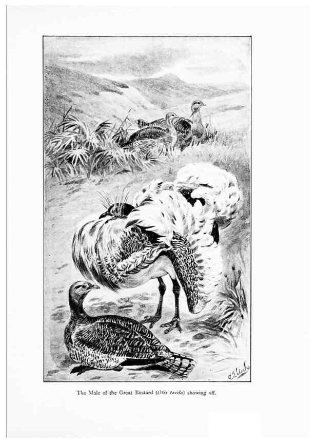 Reproducción/Reproduction 7995792515: Wonders of the bird world,. New York,Frederick A. Stokes company,[1921]