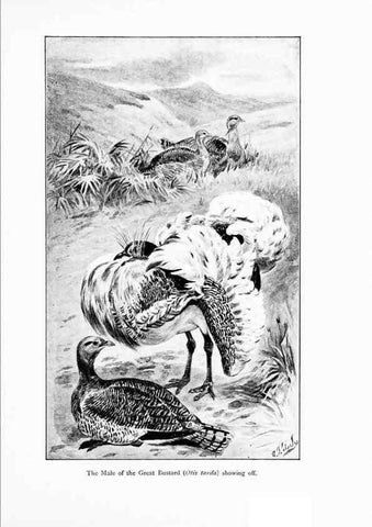 Reproducción/Reproduction 7995792515: Wonders of the bird world,. New York,Frederick A. Stokes company,[1921]
