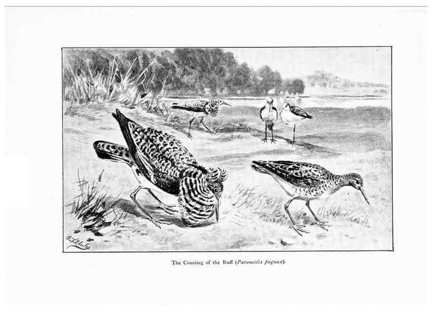 Reproducción/Reproduction 7995793027: Wonders of the bird world,. New York,Frederick A. Stokes company,[1921]