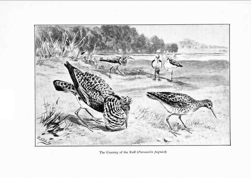 Reproducción/Reproduction 7995793027: Wonders of the bird world,. New York,Frederick A. Stokes company,[1921]