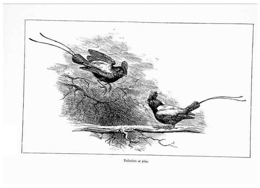 Reproducción/Reproduction 7995800350: Wonders of the bird world,. New York,Frederick A. Stokes company,[1921]