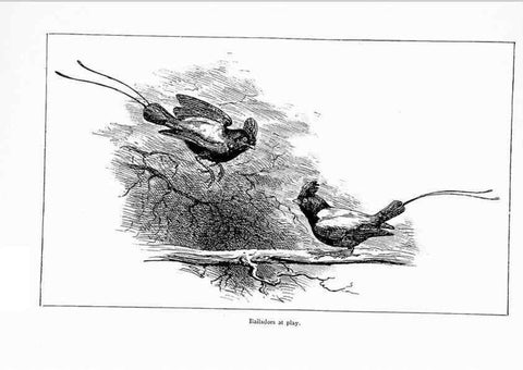 Reproducción/Reproduction 7995800350: Wonders of the bird world,. New York,Frederick A. Stokes company,[1921]