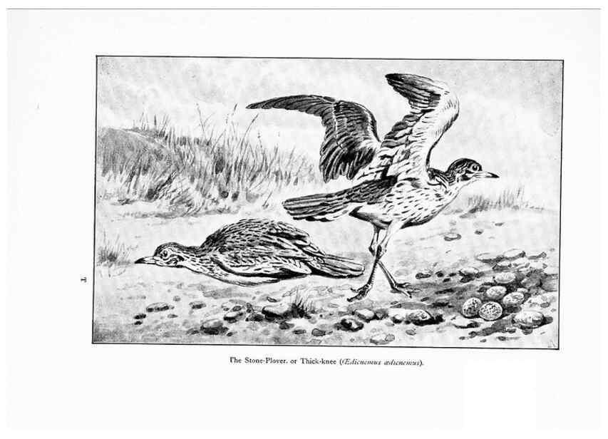 Reproducción/Reproduction 7995794209: Wonders of the bird world,. New York,Frederick A. Stokes company,[1921]
