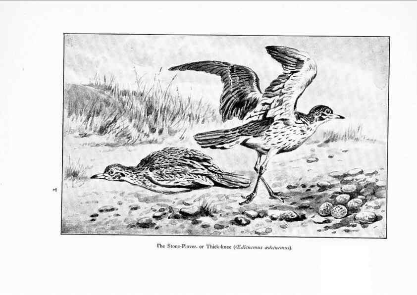 Reproducción/Reproduction 7995794209: Wonders of the bird world,. New York,Frederick A. Stokes company,[1921]