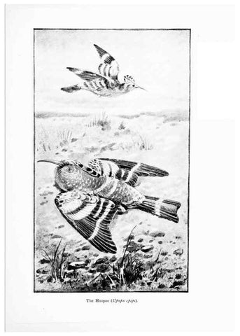 Reproducción/Reproduction 7995794691: Wonders of the bird world,. New York,Frederick A. Stokes company,[1921]
