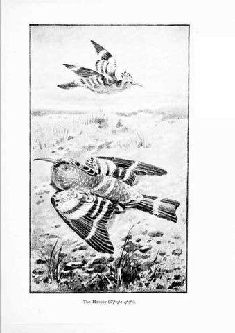 Reproducción/Reproduction 7995794691: Wonders of the bird world,. New York,Frederick A. Stokes company,[1921]