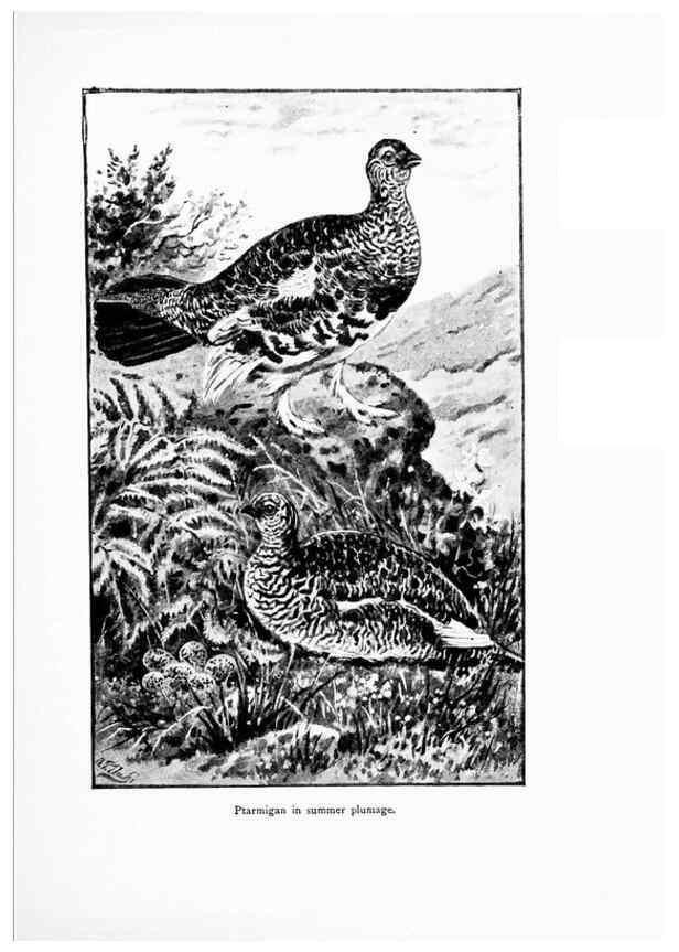 Reproducción/Reproduction 7995795291: Wonders of the bird world,. New York,Frederick A. Stokes company,[1921]