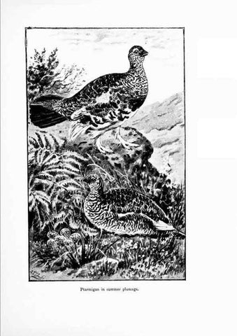 Reproducción/Reproduction 7995795291: Wonders of the bird world,. New York,Frederick A. Stokes company,[1921]