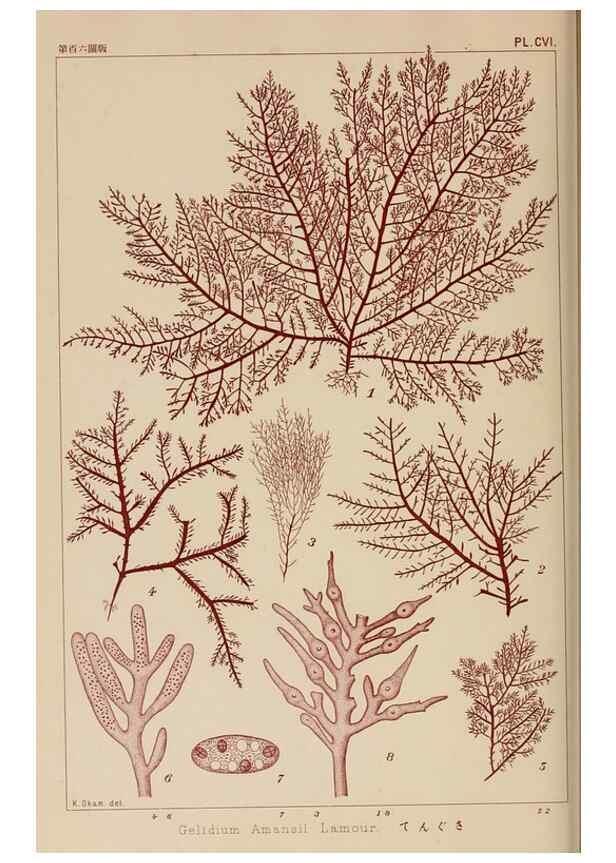 Reproducción/Reproduction 8006301038: Icones of Japanese algae.. Tokyo,Kazamashobo[1907-1942]