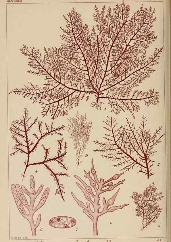 Reproducción/Reproduction 8006301038: Icones of Japanese algae.. Tokyo,Kazamashobo[1907-1942]