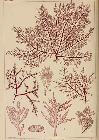 Reproducción/Reproduction 8006301038: Icones of Japanese algae.. Tokyo,Kazamashobo[1907-1942]