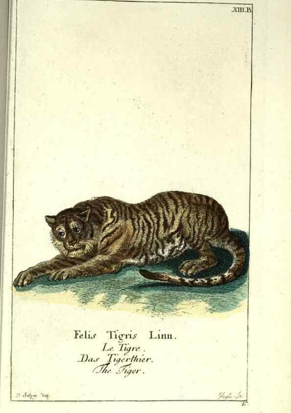 Reproducción/Reproduction 7999616087: Gemeinnüzzige Naturgeschichte des Thierreichs :. Berlin ;bei Gottlieb August Lange,1780-1789.