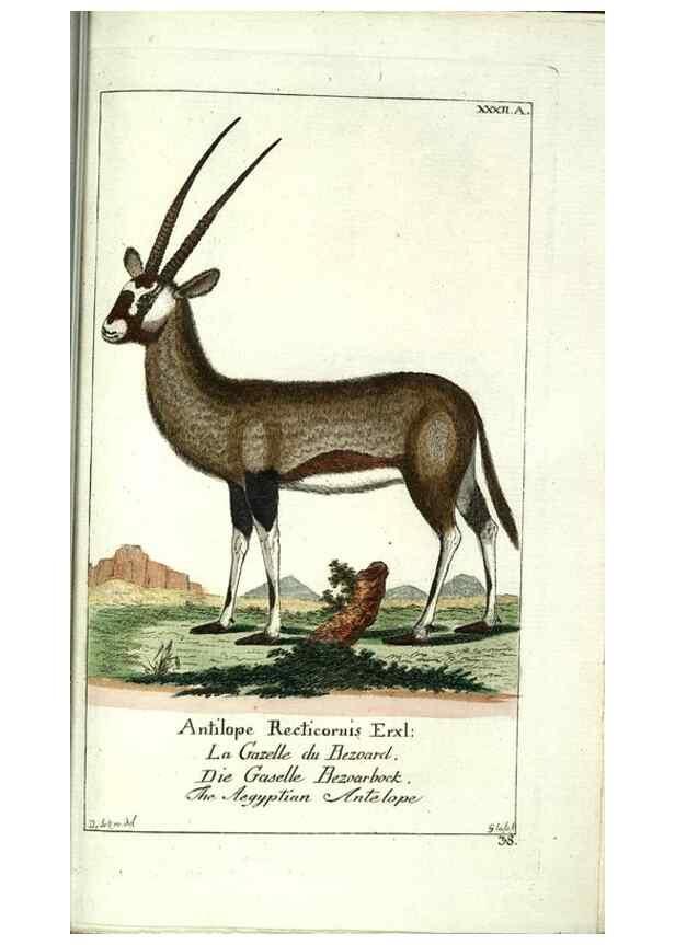 Reproducción/Reproduction 7999630012: Gemeinnüzzige Naturgeschichte des Thierreichs :. Berlin ;bei Gottlieb August Lange,1780-1789.