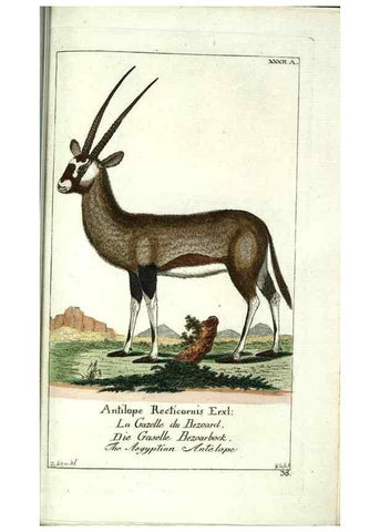 Reproducción/Reproduction 7999630012: Gemeinnüzzige Naturgeschichte des Thierreichs :. Berlin ;bei Gottlieb August Lange,1780-1789.