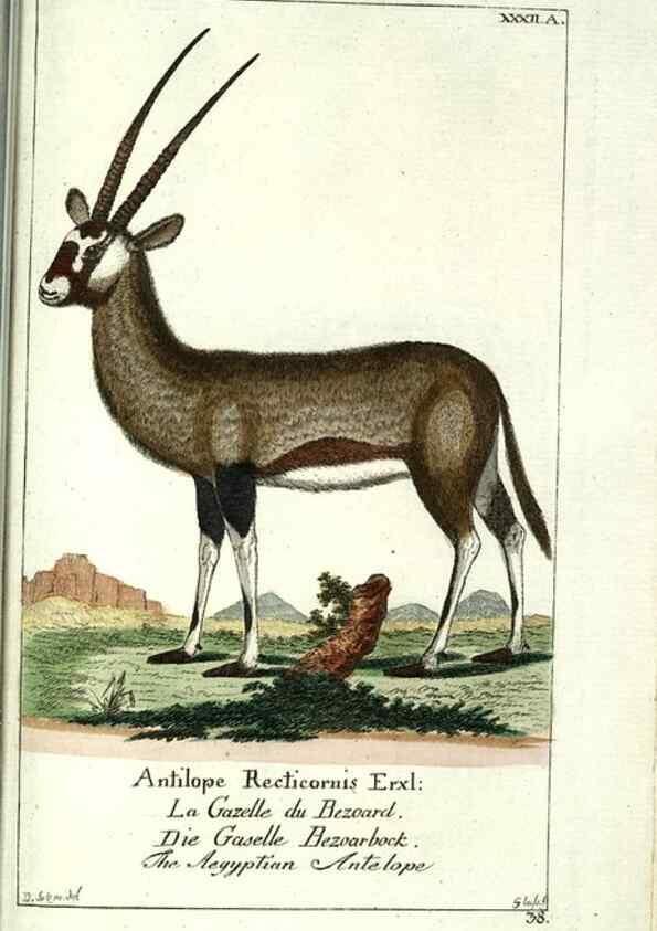 Reproducción/Reproduction 7999630012: Gemeinnüzzige Naturgeschichte des Thierreichs :. Berlin ;bei Gottlieb August Lange,1780-1789.