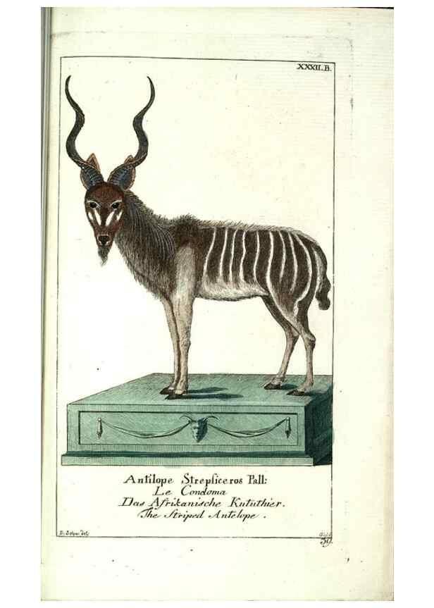 Reproducción/Reproduction 7999630512: Gemeinnüzzige Naturgeschichte des Thierreichs :. Berlin ;bei Gottlieb August Lange,1780-1789.