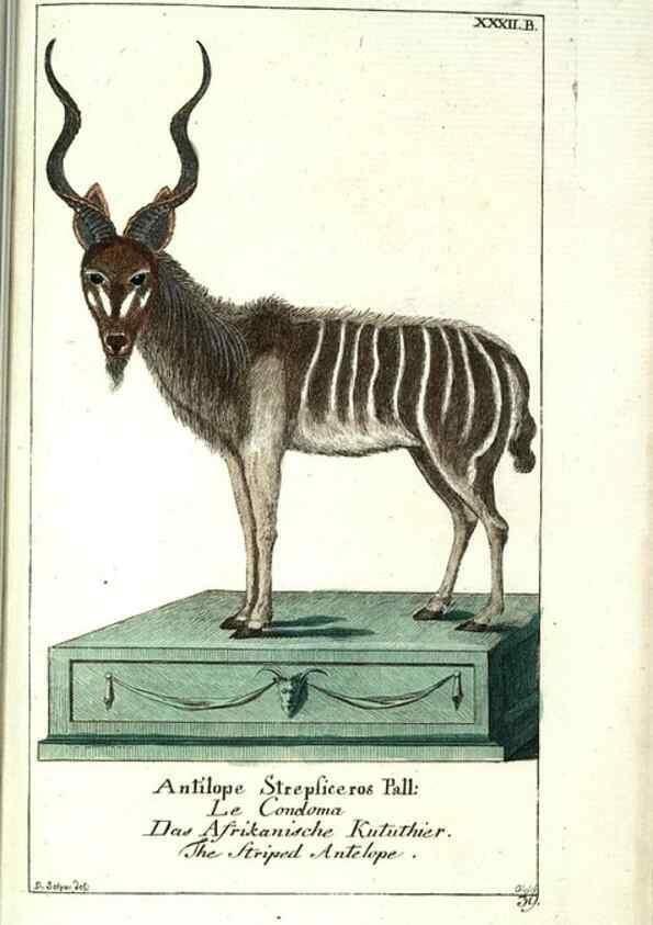 Reproducción/Reproduction 7999630512: Gemeinnüzzige Naturgeschichte des Thierreichs :. Berlin ;bei Gottlieb August Lange,1780-1789.