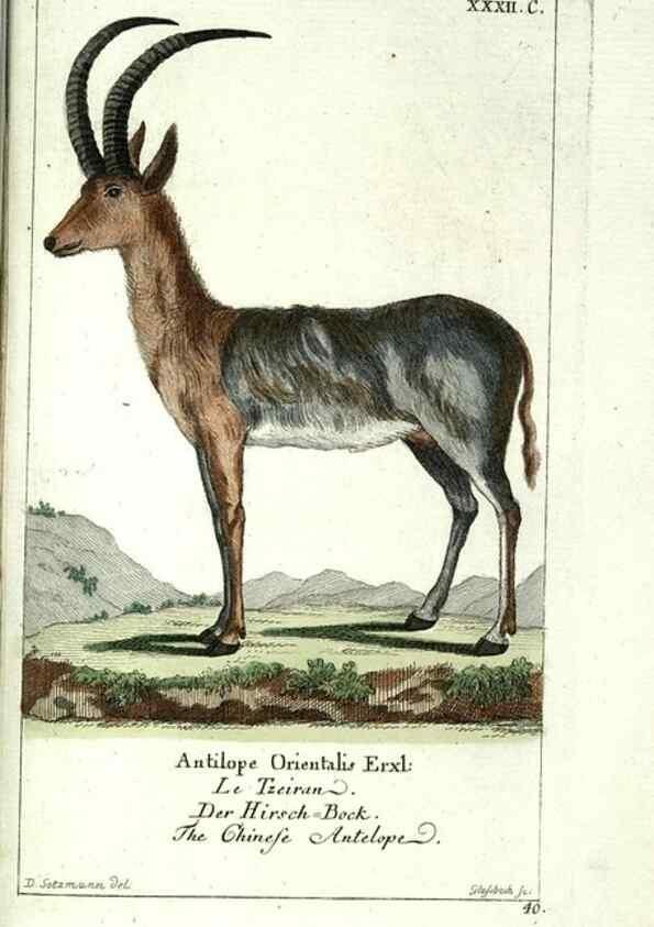 Reproducción/Reproduction 7999630960: Gemeinnüzzige Naturgeschichte des Thierreichs :. Berlin ;bei Gottlieb August Lange,1780-1789.