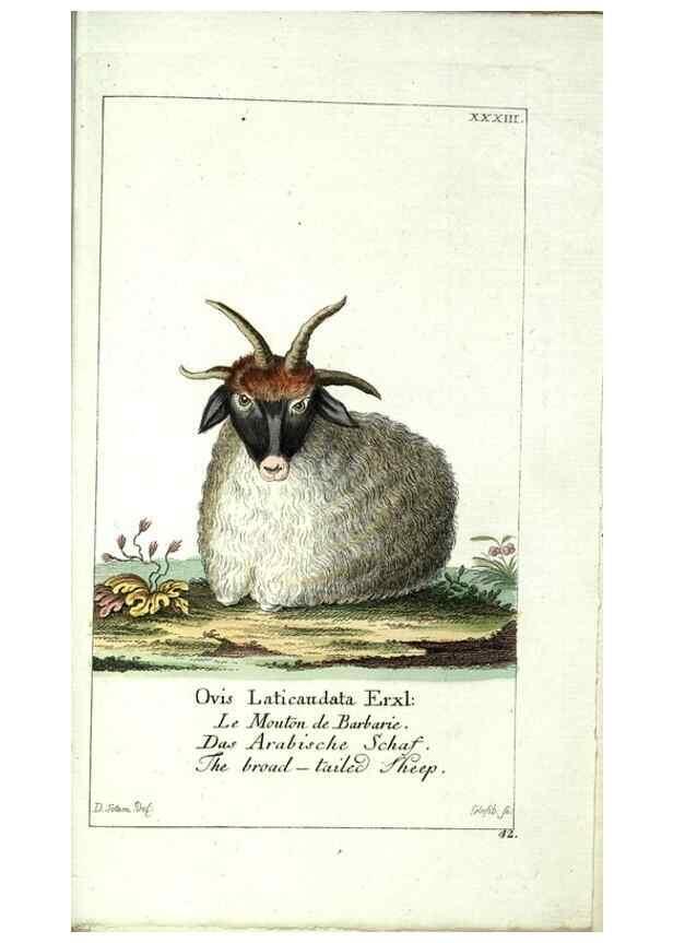 Reproducción/Reproduction 7999628209: Gemeinnüzzige Naturgeschichte des Thierreichs :. Berlin ;bei Gottlieb August Lange,1780-1789.