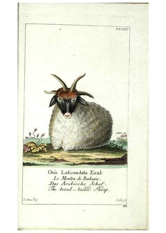 Reproducción/Reproduction 7999628209: Gemeinnüzzige Naturgeschichte des Thierreichs :. Berlin ;bei Gottlieb August Lange,1780-1789.