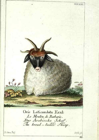 Reproducción/Reproduction 7999628209: Gemeinnüzzige Naturgeschichte des Thierreichs :. Berlin ;bei Gottlieb August Lange,1780-1789.