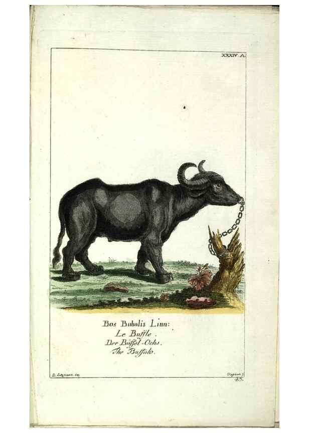 Reproducción/Reproduction 7999632440: Gemeinnüzzige Naturgeschichte des Thierreichs :. Berlin ;bei Gottlieb August Lange,1780-1789.