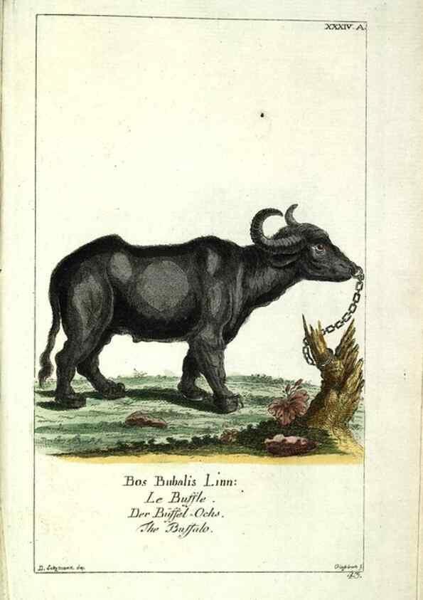 Reproducción/Reproduction 7999632440: Gemeinnüzzige Naturgeschichte des Thierreichs :. Berlin ;bei Gottlieb August Lange,1780-1789.