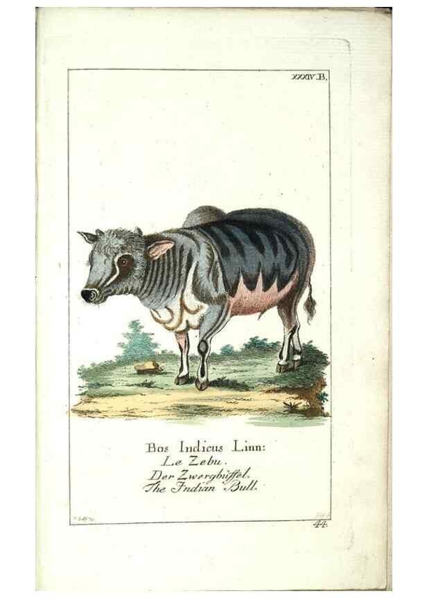 Reproducción/Reproduction 7999632906: Gemeinnüzzige Naturgeschichte des Thierreichs :. Berlin ;bei Gottlieb August Lange,1780-1789.