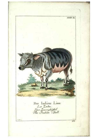Reproducción/Reproduction 7999632906: Gemeinnüzzige Naturgeschichte des Thierreichs :. Berlin ;bei Gottlieb August Lange,1780-1789.