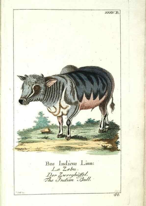 Reproducción/Reproduction 7999632906: Gemeinnüzzige Naturgeschichte des Thierreichs :. Berlin ;bei Gottlieb August Lange,1780-1789.