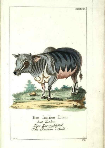 Reproducción/Reproduction 7999632906: Gemeinnüzzige Naturgeschichte des Thierreichs :. Berlin ;bei Gottlieb August Lange,1780-1789.