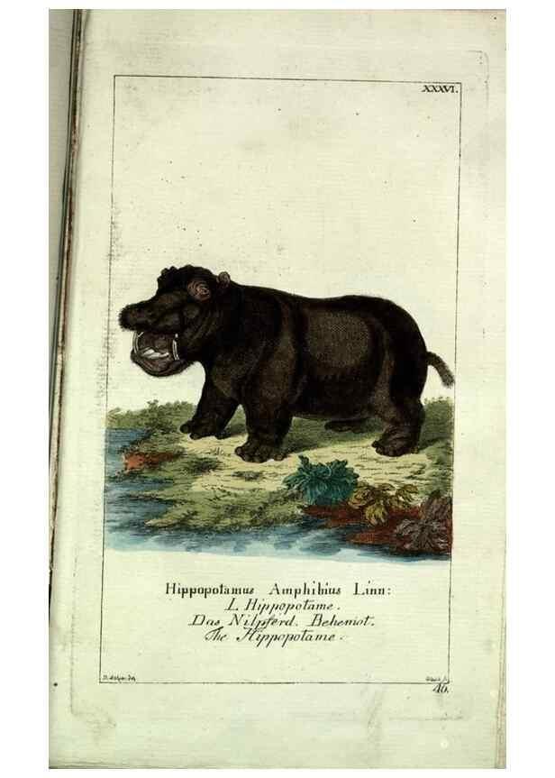 Reproducción/Reproduction 7999630089: Gemeinnüzzige Naturgeschichte des Thierreichs :. Berlin ;bei Gottlieb August Lange,1780-1789.