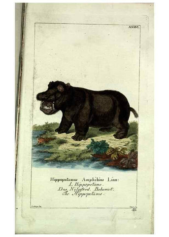 Reproducción/Reproduction 7999630089: Gemeinnüzzige Naturgeschichte des Thierreichs :. Berlin ;bei Gottlieb August Lange,1780-1789.