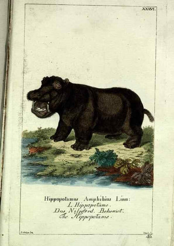 Reproducción/Reproduction 7999630089: Gemeinnüzzige Naturgeschichte des Thierreichs :. Berlin ;bei Gottlieb August Lange,1780-1789.