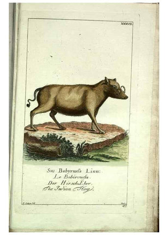 Reproducción/Reproduction 7999630619: Gemeinnüzzige Naturgeschichte des Thierreichs :. Berlin ;bei Gottlieb August Lange,1780-1789.