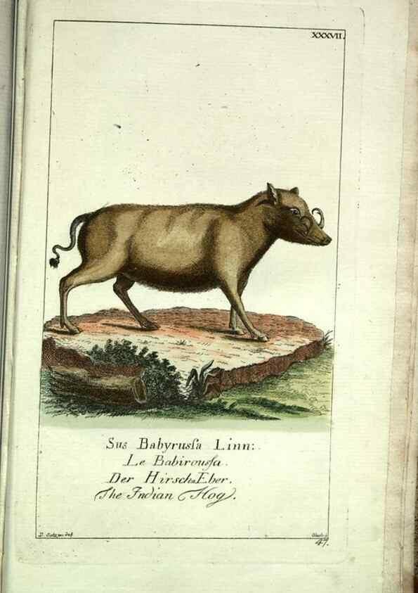 Reproducción/Reproduction 7999630619: Gemeinnüzzige Naturgeschichte des Thierreichs :. Berlin ;bei Gottlieb August Lange,1780-1789.