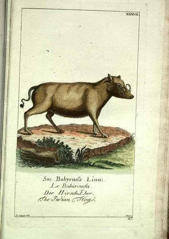 Reproducción/Reproduction 7999630619: Gemeinnüzzige Naturgeschichte des Thierreichs :. Berlin ;bei Gottlieb August Lange,1780-1789.