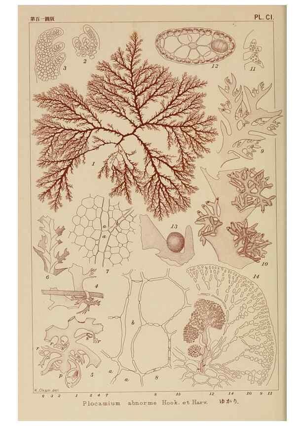 Reproducción/Reproduction 8006295673: Icones of Japanese algae.. Tokyo,Kazamashobo[1907-1942]