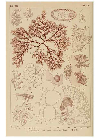 Reproducción/Reproduction 8006295673: Icones of Japanese algae.. Tokyo,Kazamashobo[1907-1942]