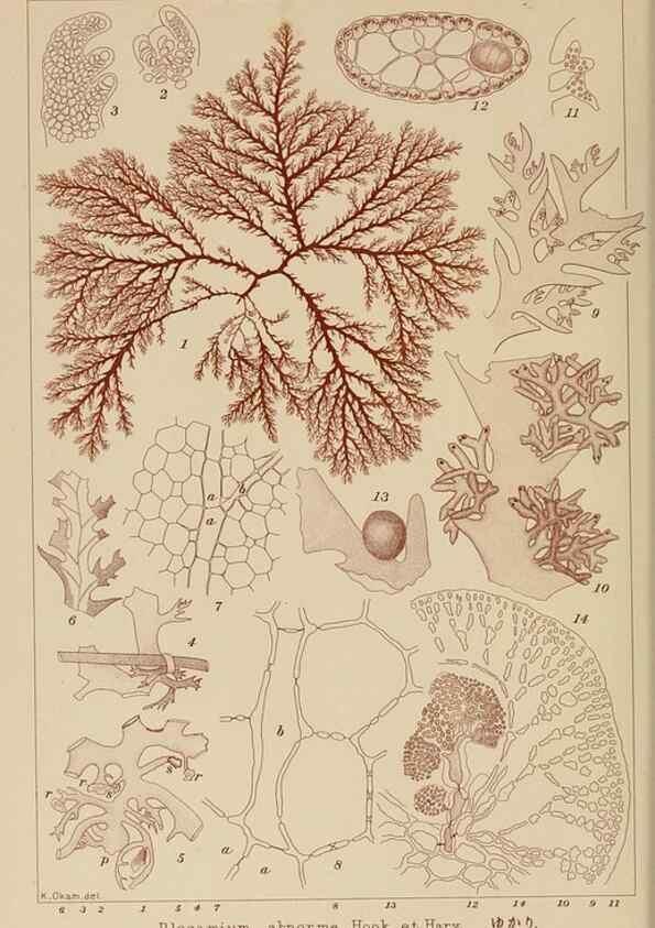 Reproducción/Reproduction 8006295673: Icones of Japanese algae.. Tokyo,Kazamashobo[1907-1942]