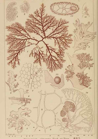 Reproducción/Reproduction 8006295673: Icones of Japanese algae.. Tokyo,Kazamashobo[1907-1942]