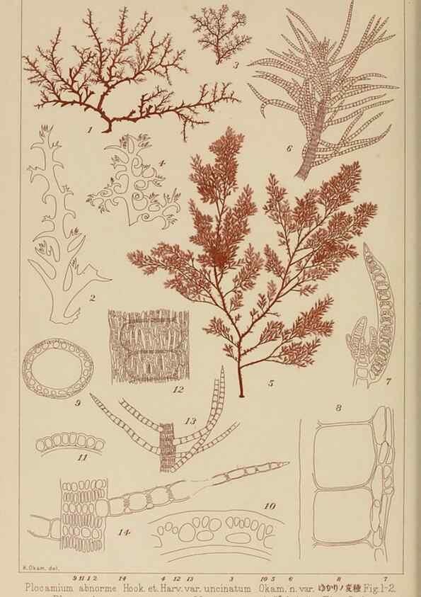 Reproducción/Reproduction 8006296331: Icones of Japanese algae.. Tokyo,Kazamashobo[1907-1942]
