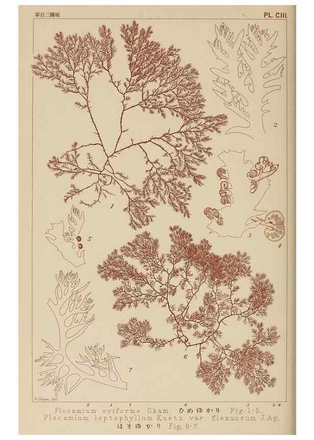 Reproducción/Reproduction 8006296937: Icones of Japanese algae.. Tokyo,Kazamashobo[1907-1942]